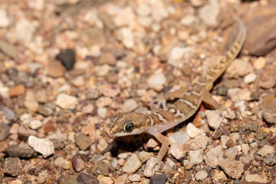 Close-up of lizard on rock