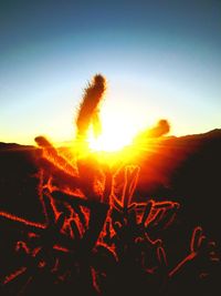 Silhouette cactus plants on field against sky during sunset