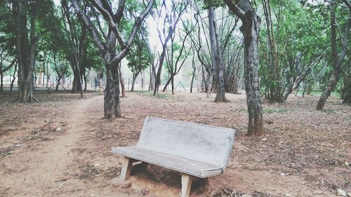 Trees on field in forest