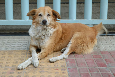 Portrait of dog sitting on tiled floor