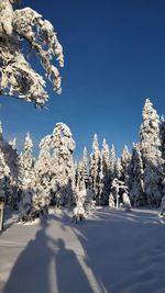 Trees on snow covered landscape against clear blue sky