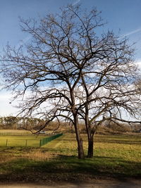 Bare tree on field against sky