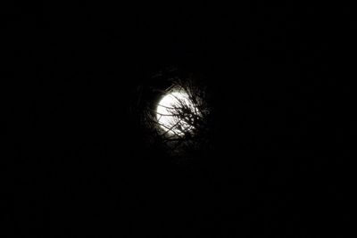 Low angle view of silhouette trees against sky at night