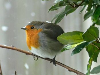 Close-up of bird perching on branch