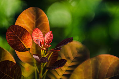 Close-up of plant