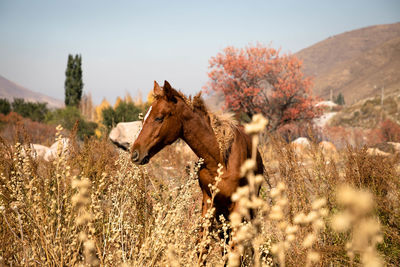 View of an animal on field