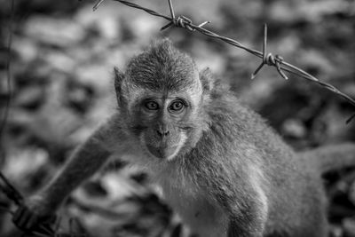 High angle view of monkey by barbed wire