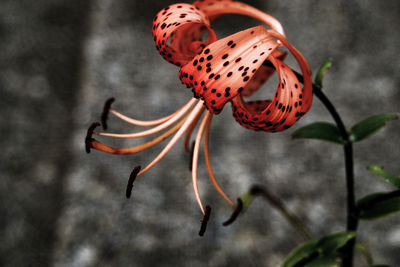 Close-up of red flowers