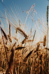 Close-up of wheat growing on field against sky