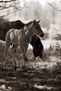 Horse and foal grazing on field
