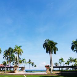 Palm trees on swimming pool