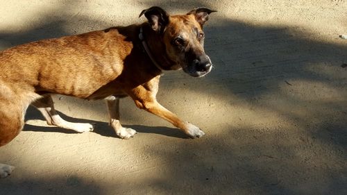 Portrait of dog