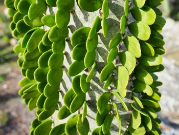 Close-up of succulent plant