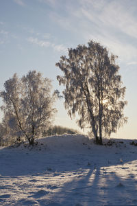 Trees on snow covered field against sky