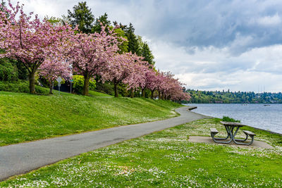 A view of lake washington boulevard in seattle, washington. cherry trees are in bloom.