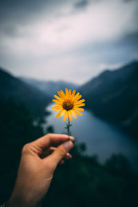 Close-up of hand holding yellow flowering plant