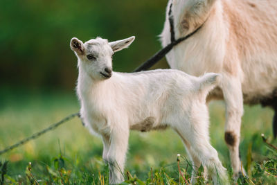 Close-up of goat on field