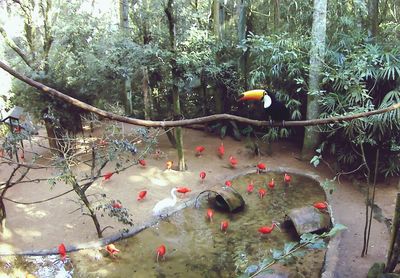 View of berries on water in forest