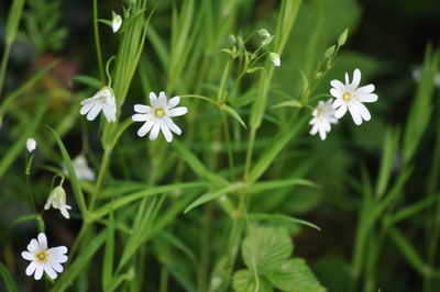 Close-up of white flowering plants