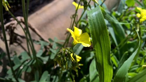 Close-up of yellow flower blooming in field