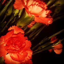 Close-up of orange flower