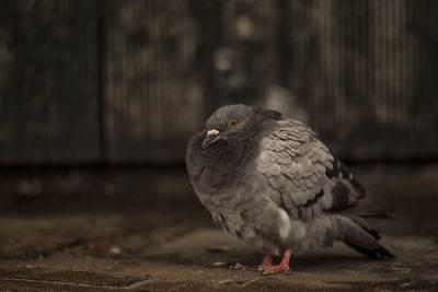 Close-up of pigeon perching outdoors