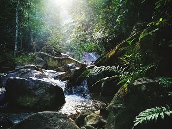 Scenic view of waterfall in forest