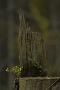 Close-up of wooden post on tree stump