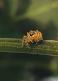 Close-up of spider