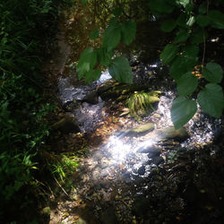 Trees growing in forest