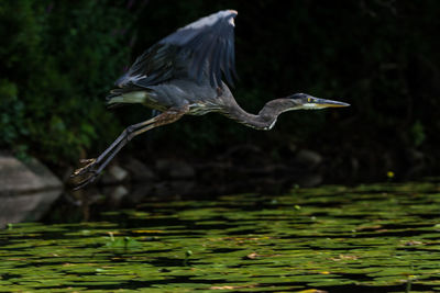 High angle view of gray heron flying over lake