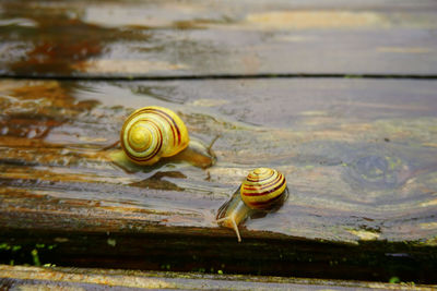 Close-up of snail