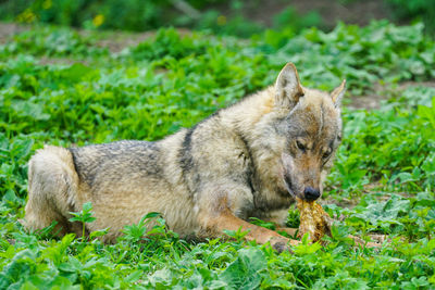 View of a dog on field