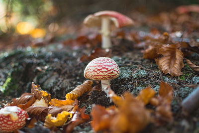 Fly agaric mushroom in autumn forest