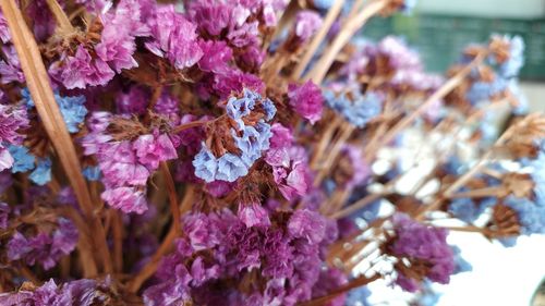 Close-up of pink flowering plants