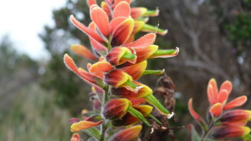 Close-up of flowers blooming outdoors