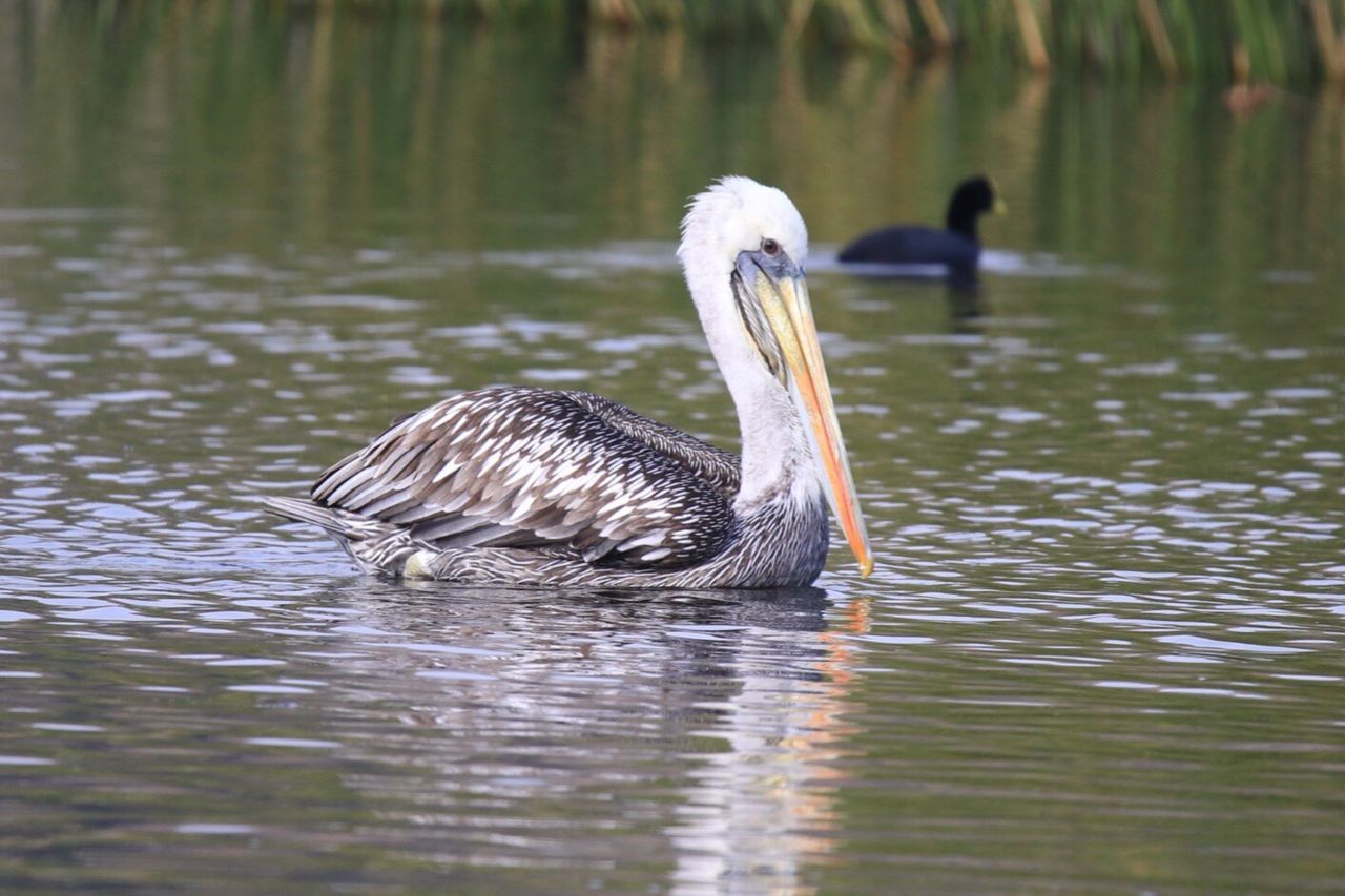 animals in the wild, animal themes, one animal, bird, lake, water, swimming, animal wildlife, nature, waterfront, reflection, water bird, day, focus on foreground, outdoors, no people, beauty in nature, close-up, black swan, swan