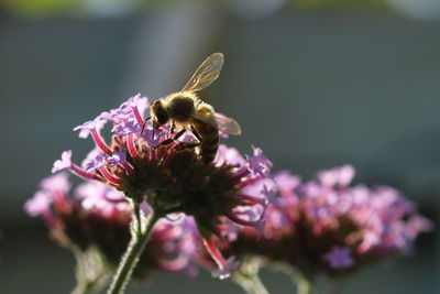 Close-up of bee pollinating on purple flower