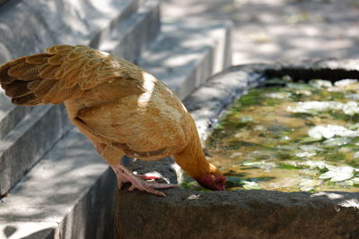 Close-up of bird perching on rock