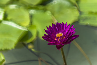 Close-up of pink flower