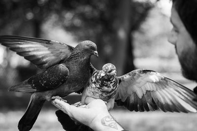 Pigeons eating