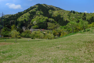 Trees on grassy field