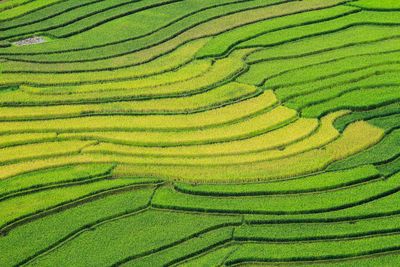 Full frame shot of rice paddy