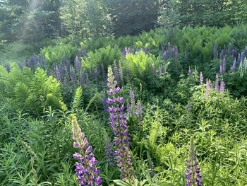 Scenic view of flowering plants and trees in forest