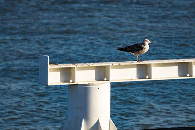 Seagull perching on sea shore