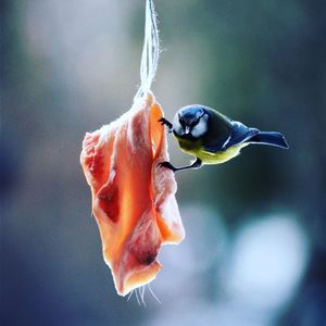 Close-up of bird eating food