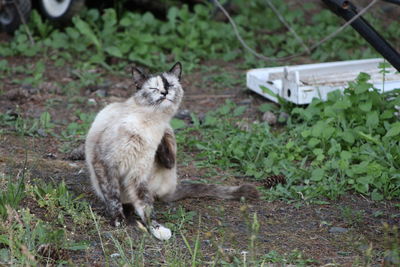 Close-up of cat sitting on grass