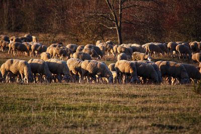 Flock of sheep on field