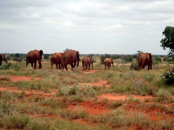 Horses on a field