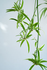 Spider plants babies, also known as chlorophytum bichetii karrer backer, st. bernards lily